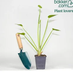Pontédérie à feuilles en coeur - Le bleu qui réveille l'eau