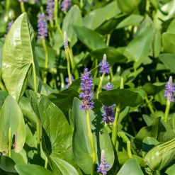 Pontédérie à feuilles en coeur - Le bleu qui réveille l'eau