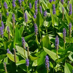 Pontédérie à feuilles en coeur - Le bleu qui réveille l'eau