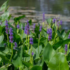Pontédérie à feuilles en coeur - Le bleu qui réveille l'eau