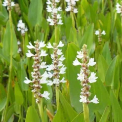 Pontédérie à feuilles en cœur White Pike - Le bassin blanc facile