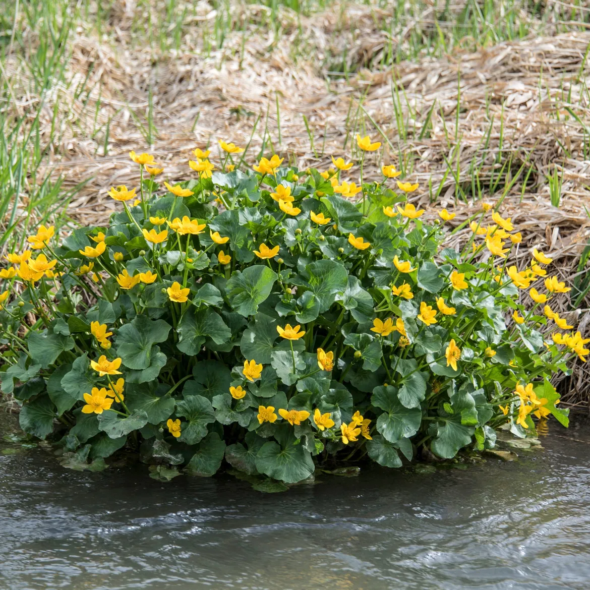 Populage des marais - Souci d'eau - L'or du printemps au bord de l'eau