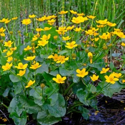 Populage des marais - Souci d'eau - L'or du printemps au bord de l'eau