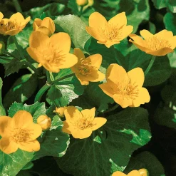 Populage des marais - Souci d'eau - L'or du printemps au bord de l'eau