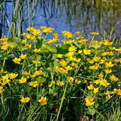 Populage des marais - Souci d'eau - L'or du printemps au bord de l'eau