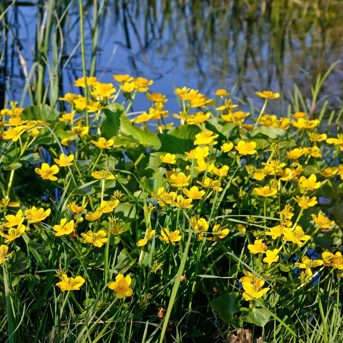 Populage des marais - Souci d'eau - L'or du printemps au bord de l'eau