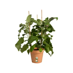 Pot de culture Green Basics Terre cuite - Plantez, ça pousse tout de suite