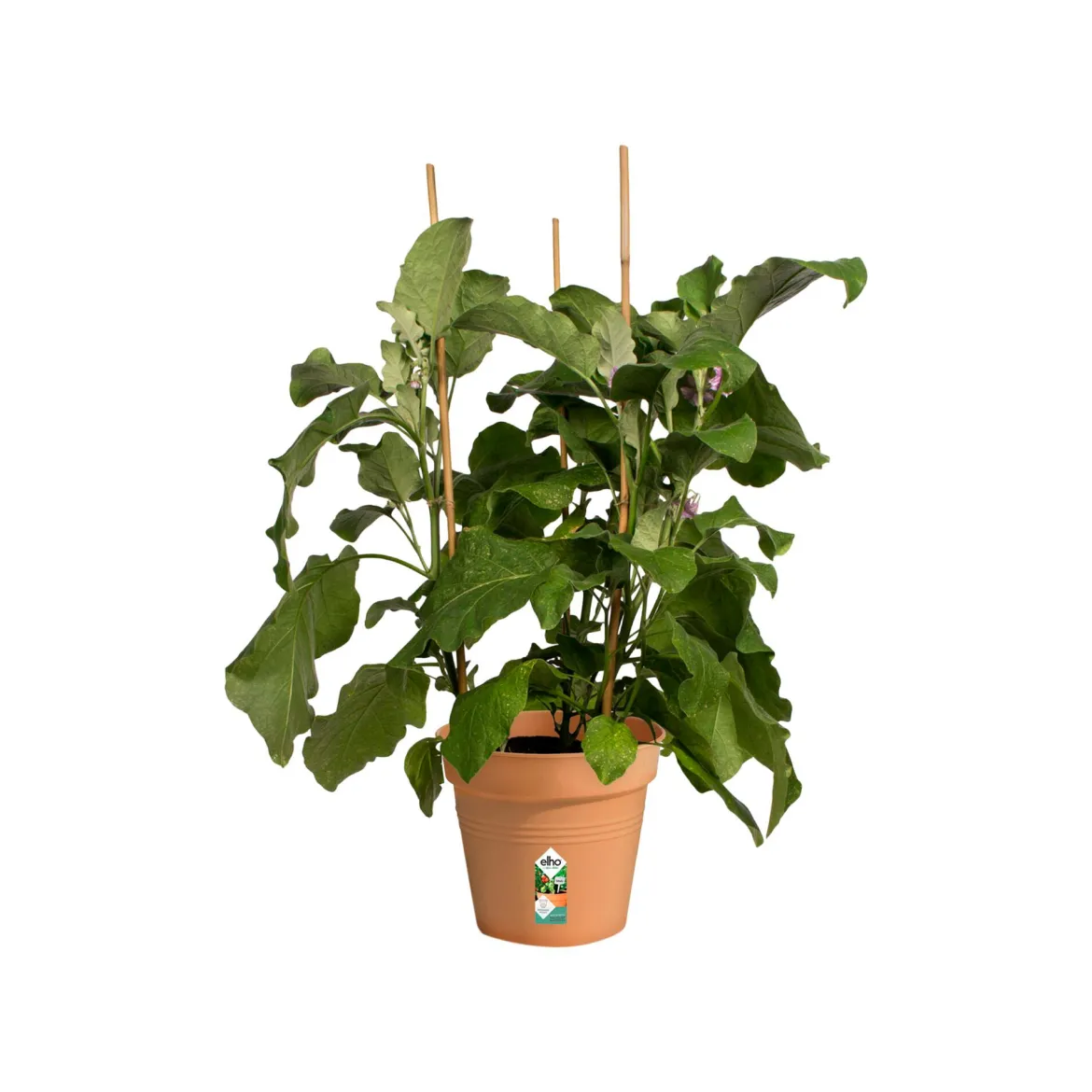 Pot de culture Green Basics Terre cuite - Plantez, ça pousse tout de suite