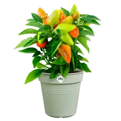 Pot de culture Green Basics Vert pierre - Plantez, ça pousse vite