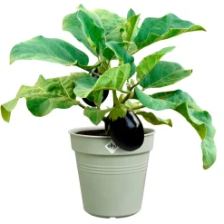 Pot de culture Green Basics Vert pierre - Plantez, ça pousse vite