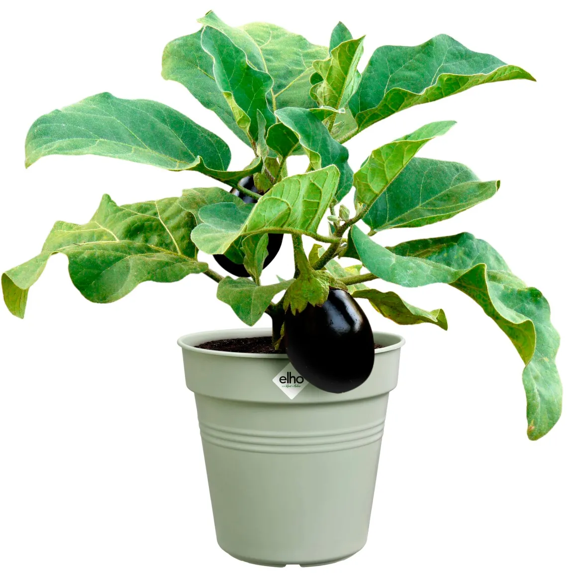 Pot de culture Green Basics Vert pierre - Plantez, ça pousse vite