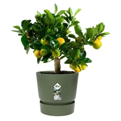 Pot de fleurs Elho Greenville vert - Déco verte prête en 1 min