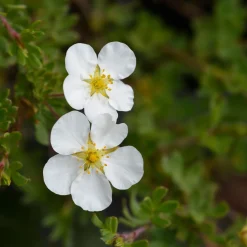 Potentille Abbotswood - Fleurs blanches tout l'été