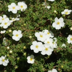 Potentille Abbotswood - Fleurs blanches tout l'été