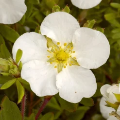 Potentille Abbotswood - Fleurs blanches tout l'été