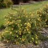 Potentille arbustive Citrus Tart - 5 mois de fleurs jaunes