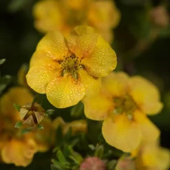 Potentille arbustive Citrus Tart - 5 mois de fleurs jaunes