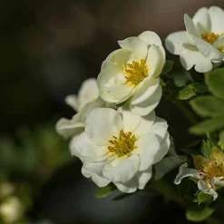 Potentille arbustive Crème Brûlée - 5 mois de fleurs sans effort