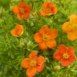 Potentille Bella Sol® - Fleurs orange tout l'été