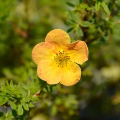 Potentille Bella Sol® - Fleurs orange tout l'été