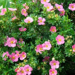 Potentille Bellissima - Fleurit tout l'été sans effort