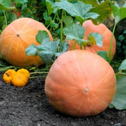 Potiron Atlantic Giant - Le géant du potager