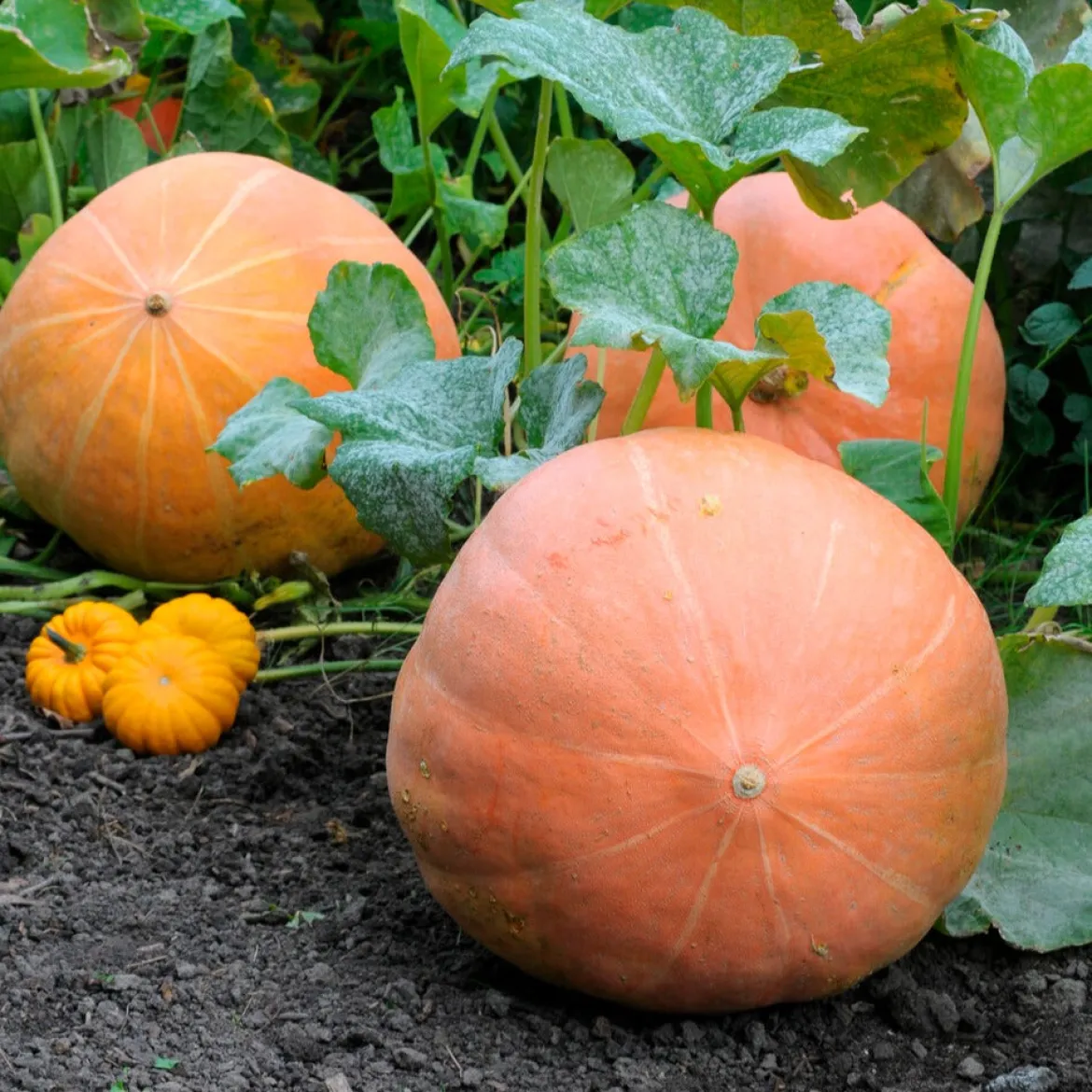 Potiron Atlantic Giant - Le géant du potager