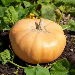 Potiron Jaune gros de Paris - Un géant doux au potager