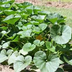 Potiron Potimarron - Le goût de châtaigne au potager