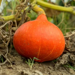 Potiron Potimarron - Le goût de châtaigne au potager