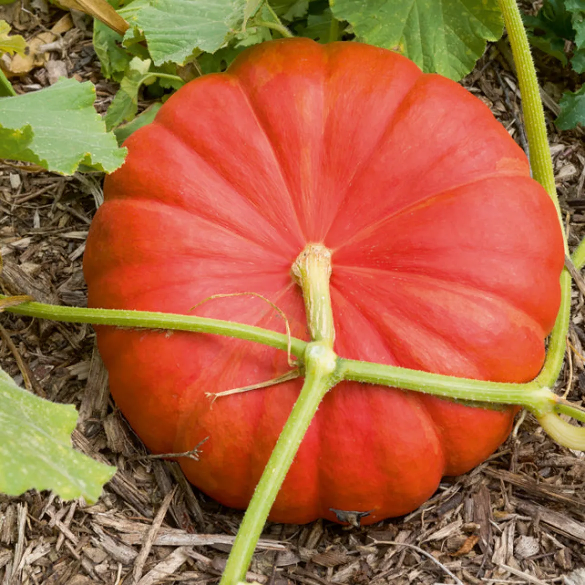 Potiron Rouge Vif d'Etampes - La chair douce du vieux potiron