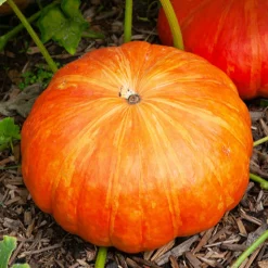 Potiron Rouge Vif d'Etampes - La chair douce du vieux potiron
