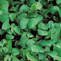 Pourpier d'hiver Claytone de Cuba - Salades fraîches tout l'hiver