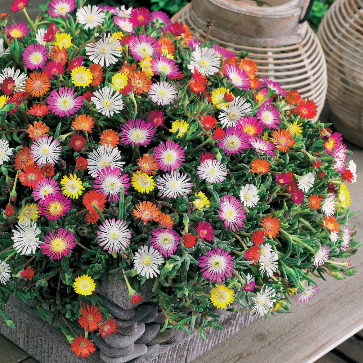 3 Pourpiers de Cooper en mélange - Un tapis fleuri tout l'été