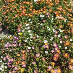 3 Pourpiers de Cooper en mélange - Un tapis fleuri tout l'été