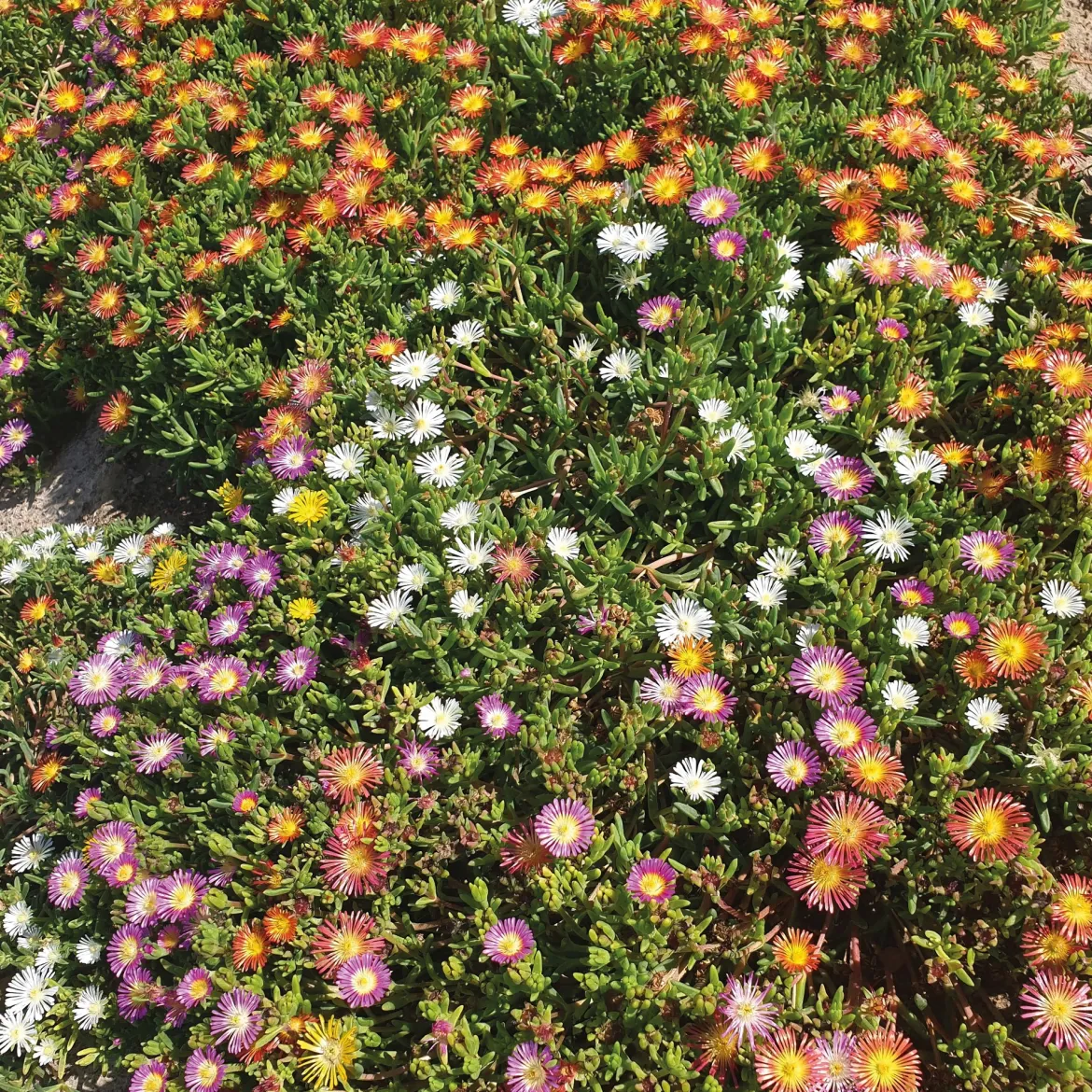 3 Pourpiers de Cooper en mélange - Un tapis fleuri tout l'été