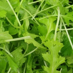 Pousses de navettes - Mesophylla Bio - Pousses fraîches en 3 semaines