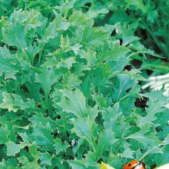 Pousses de navettes - Mesophylla Bio - Pousses fraîches en 3 semaines