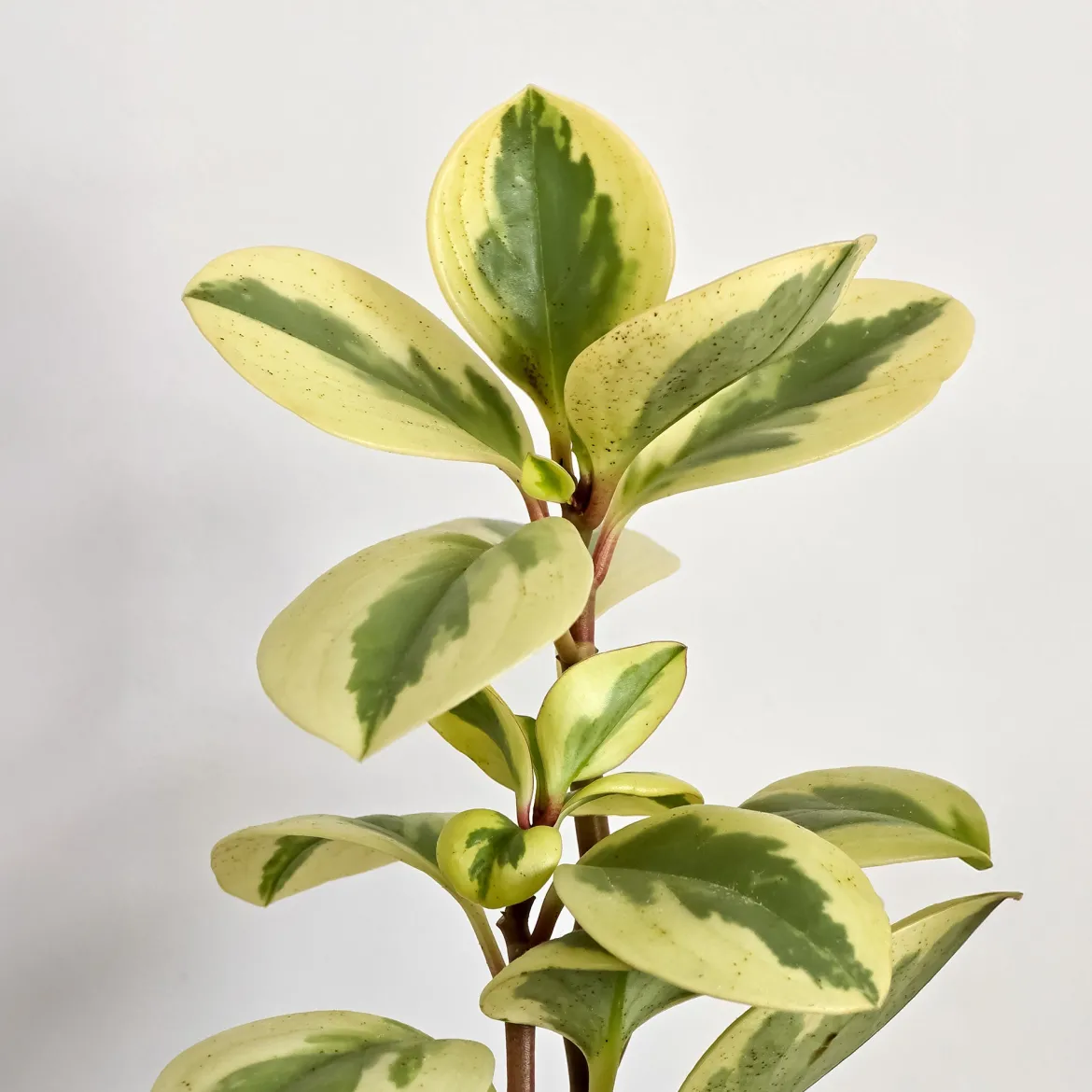 Pépéromie Obtipan Bicolor - Feuillage bicolore déco