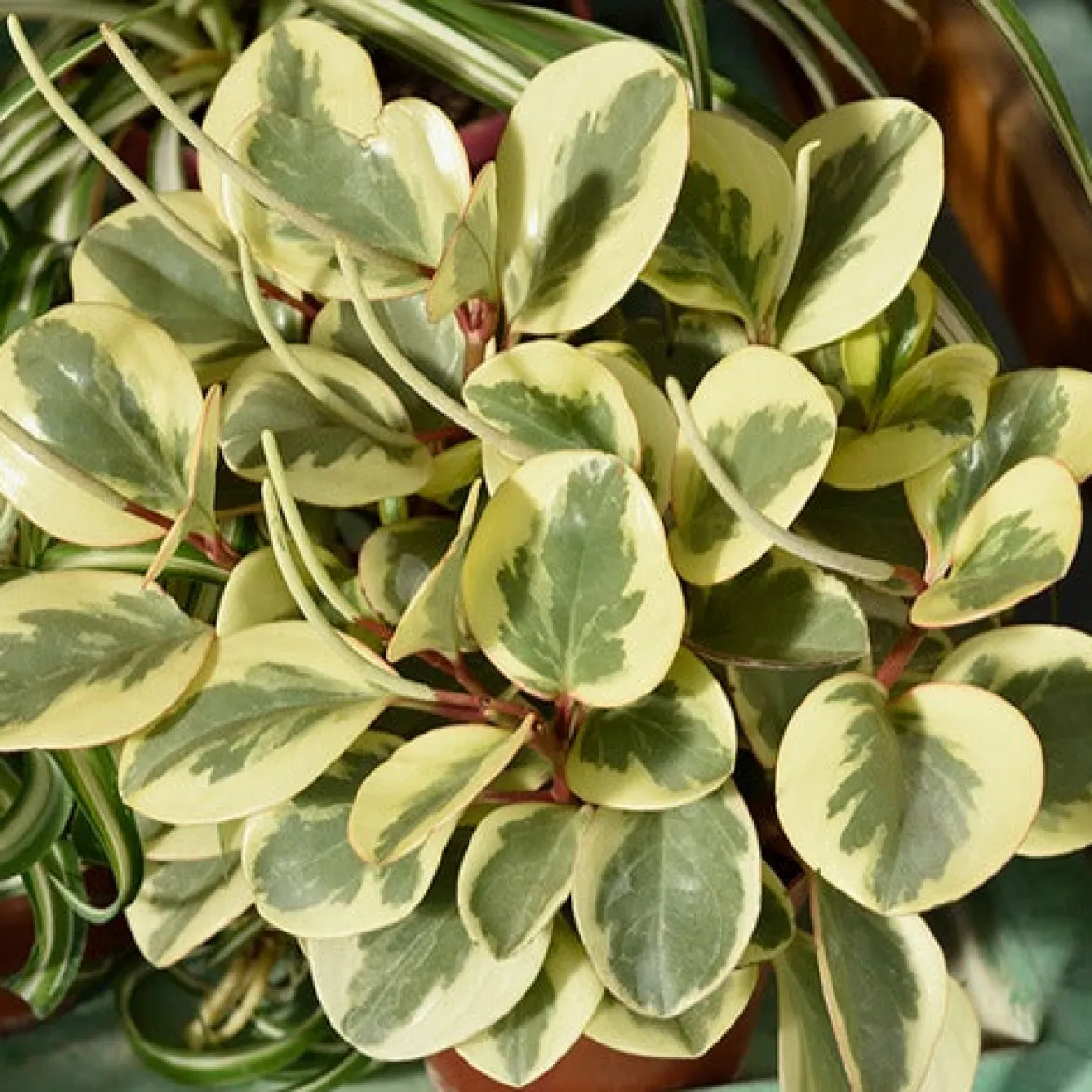 Pépéromie Obtipan Bicolor - Feuillage bicolore déco
