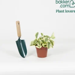 Pépéromie Obtipan Bicolor - Feuillage bicolore déco