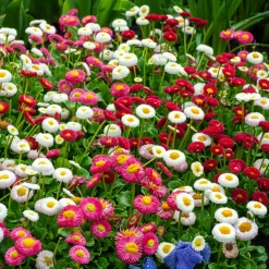 2 Pâquerettes en mélange - Le charme des prés chez vous