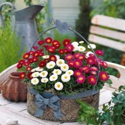 2 Pâquerettes en mélange - Le charme des prés chez vous