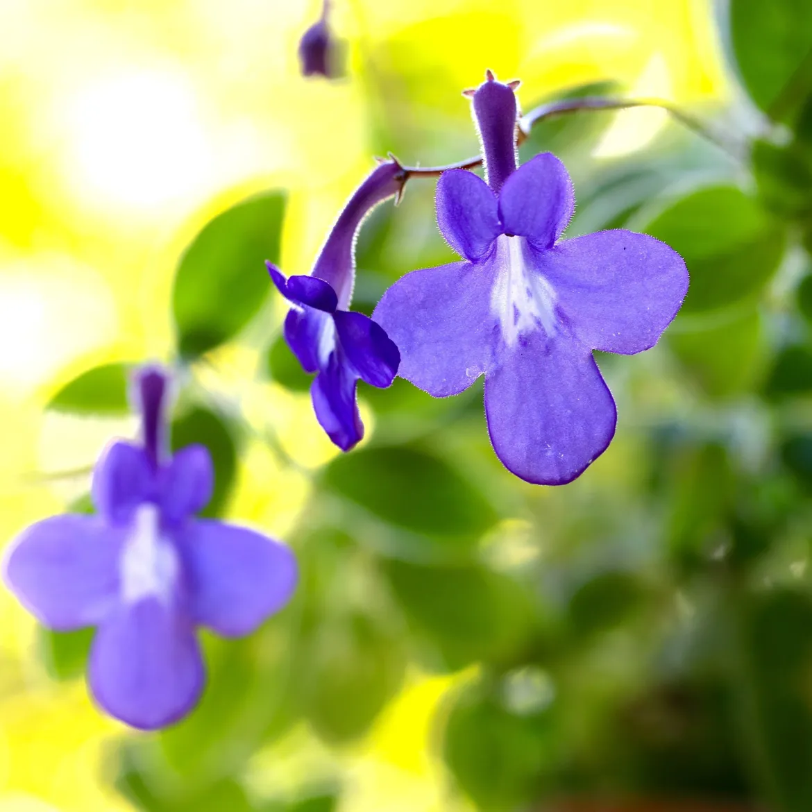 Primevère du Cap - Des fleurs bleues tout l'été