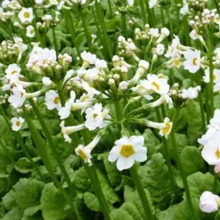 Primevère du Japon blanche - Blanc pur au bord de l'eau