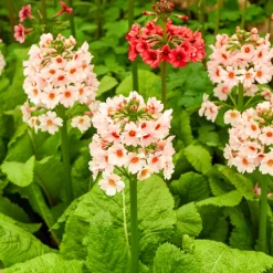 Primevère japonaise Apple Blossom - Le charme des berges fleuries
