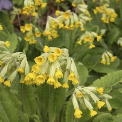 Primevère officinale Coucou - Le jaune qui lance le printemps