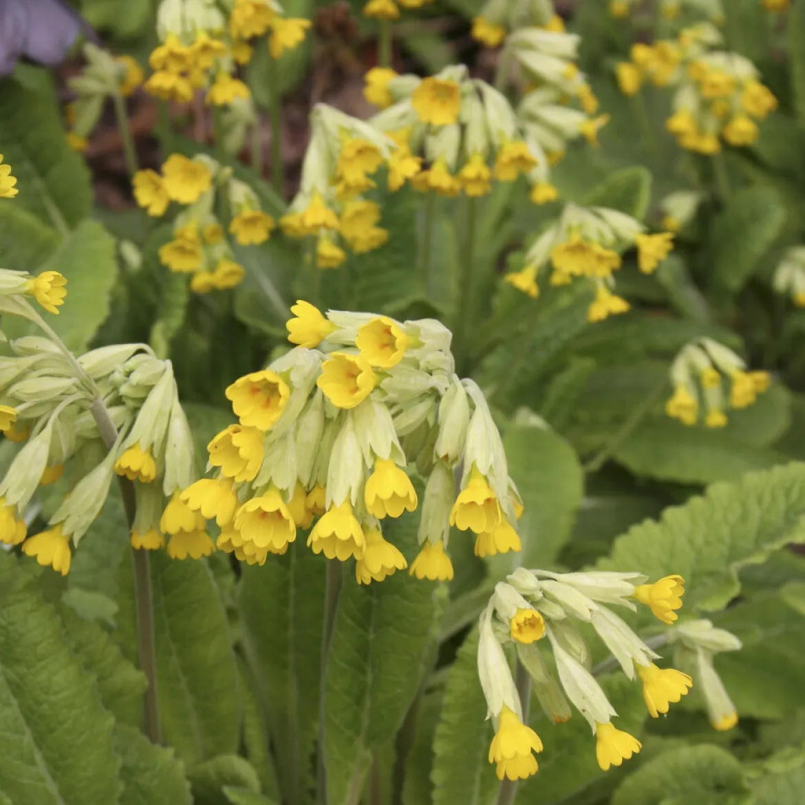 Primevère officinale Coucou - Le jaune qui lance le printemps