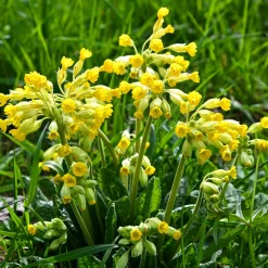 Primevère officinale Coucou - Le jaune qui lance le printemps