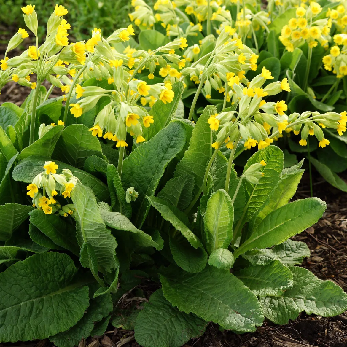 Primevère officinale Coucou - Le jaune qui lance le printemps